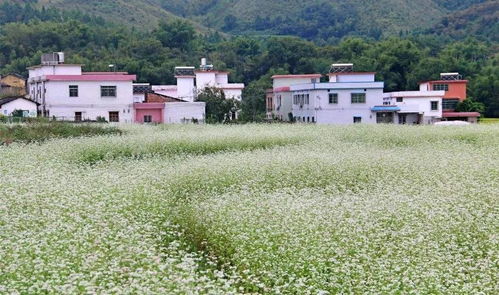 花卉旅游专题 连载之二 产品类型 花卉旅游产品丰富多样