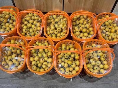 错过这份"甜"又要等一年!青浦枇杷文化旅游节将于5月18日开幕