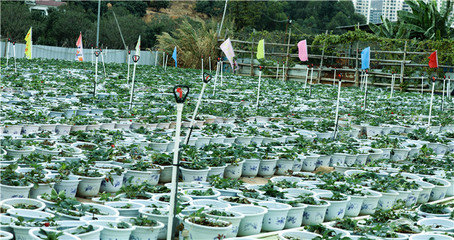 度假农家乐-农家乐-千田庄园